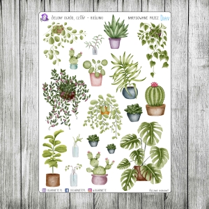 Zielony Ogród, cz.06f - rośliny doniczkowe