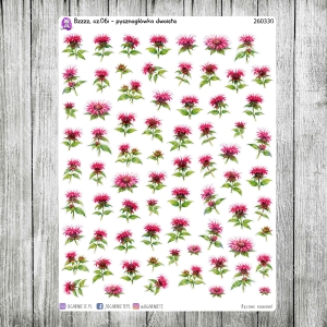 Bzzzz, cz.06i - pysznogłówka dwoista